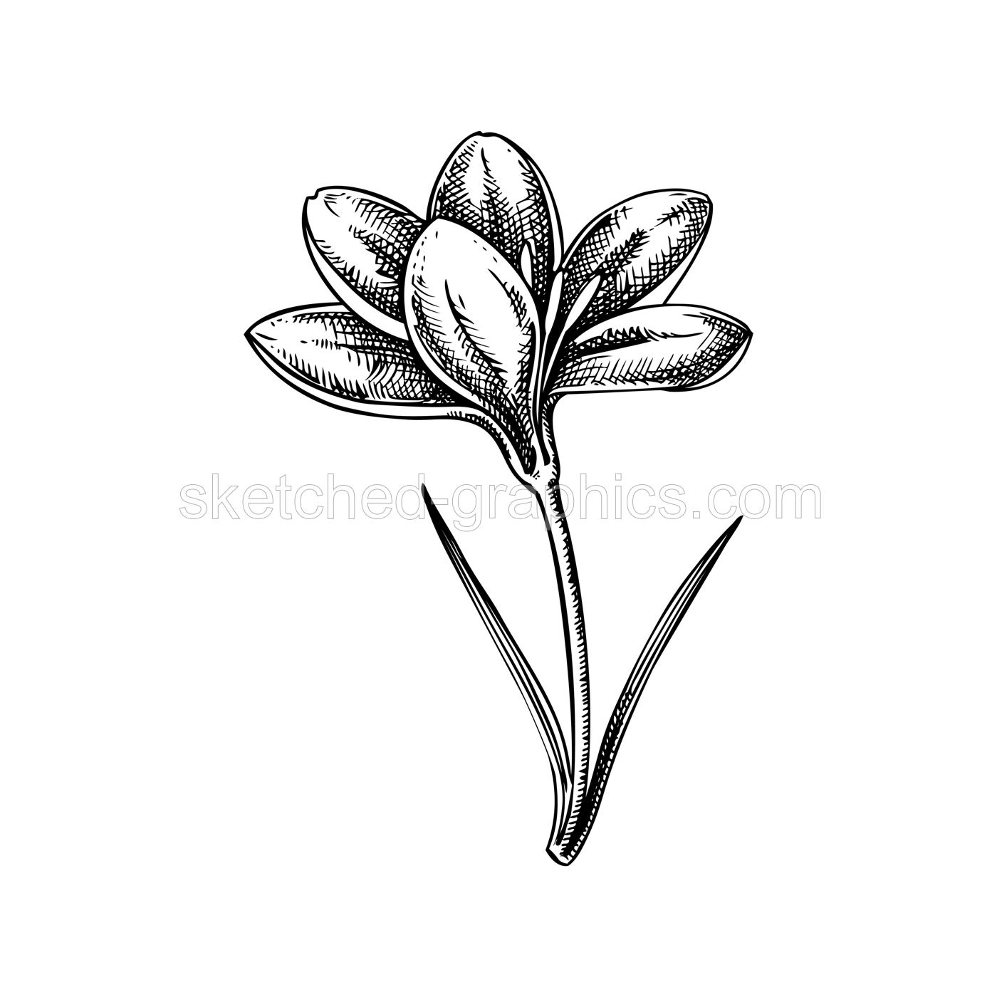 Saffron sketch. Crocus wildflower illustration. Vector spice plant drawing. Hand-drawn spring design element. NOT AI generated Illustration